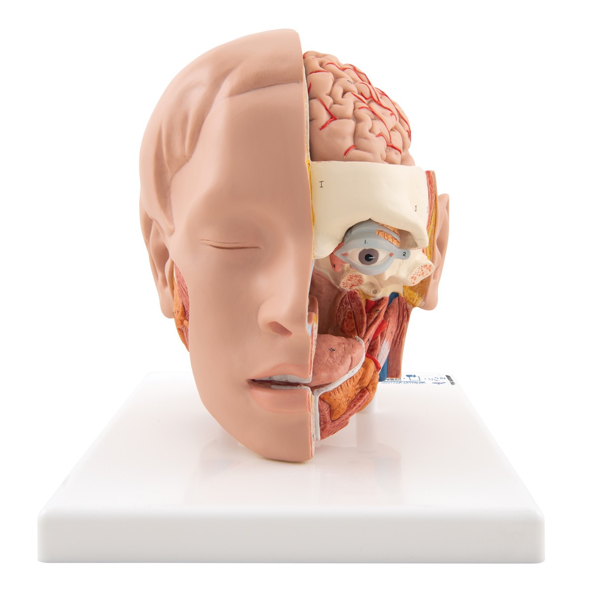 Life-Size Human Head Anatomy Model (6 Parts)