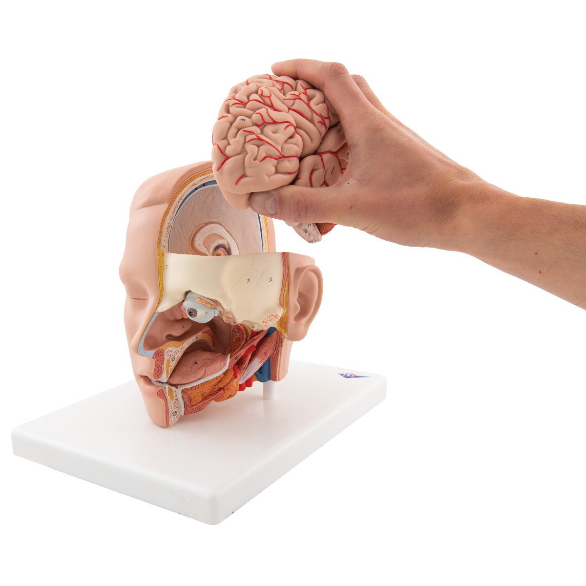 Life-Size Human Head Anatomy Model (6 Parts)