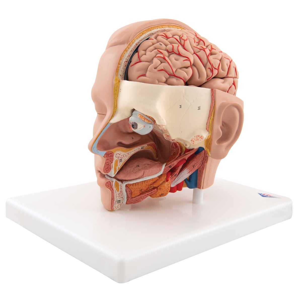 Life-Size Human Head Anatomy Model (6 Parts)