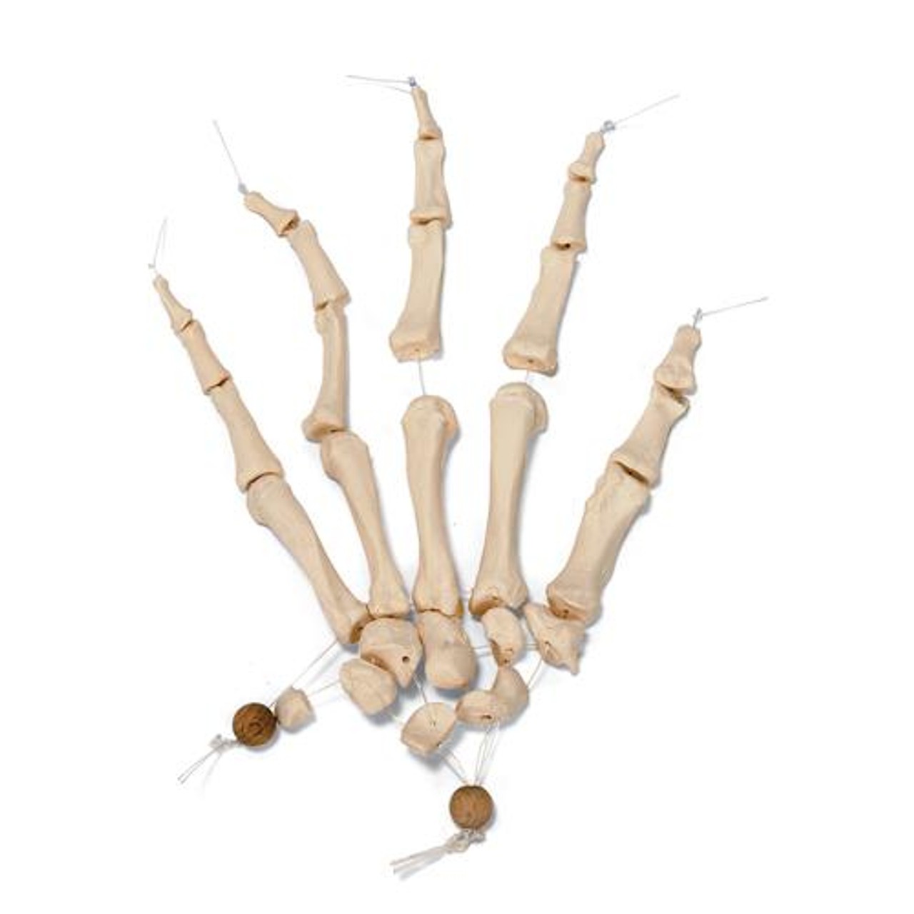 Disarticulated Half Human Skeleton Anatomy Model With Loosely Articulated Hand and Foot