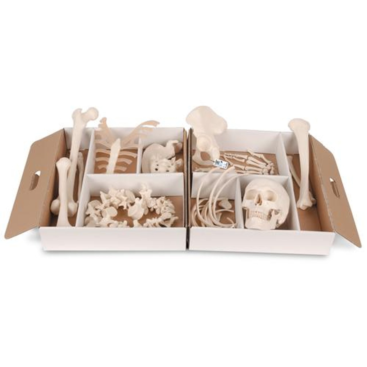 Disarticulated Half Human Skeleton Anatomy Model With Loosely Articulated Hand and Foot