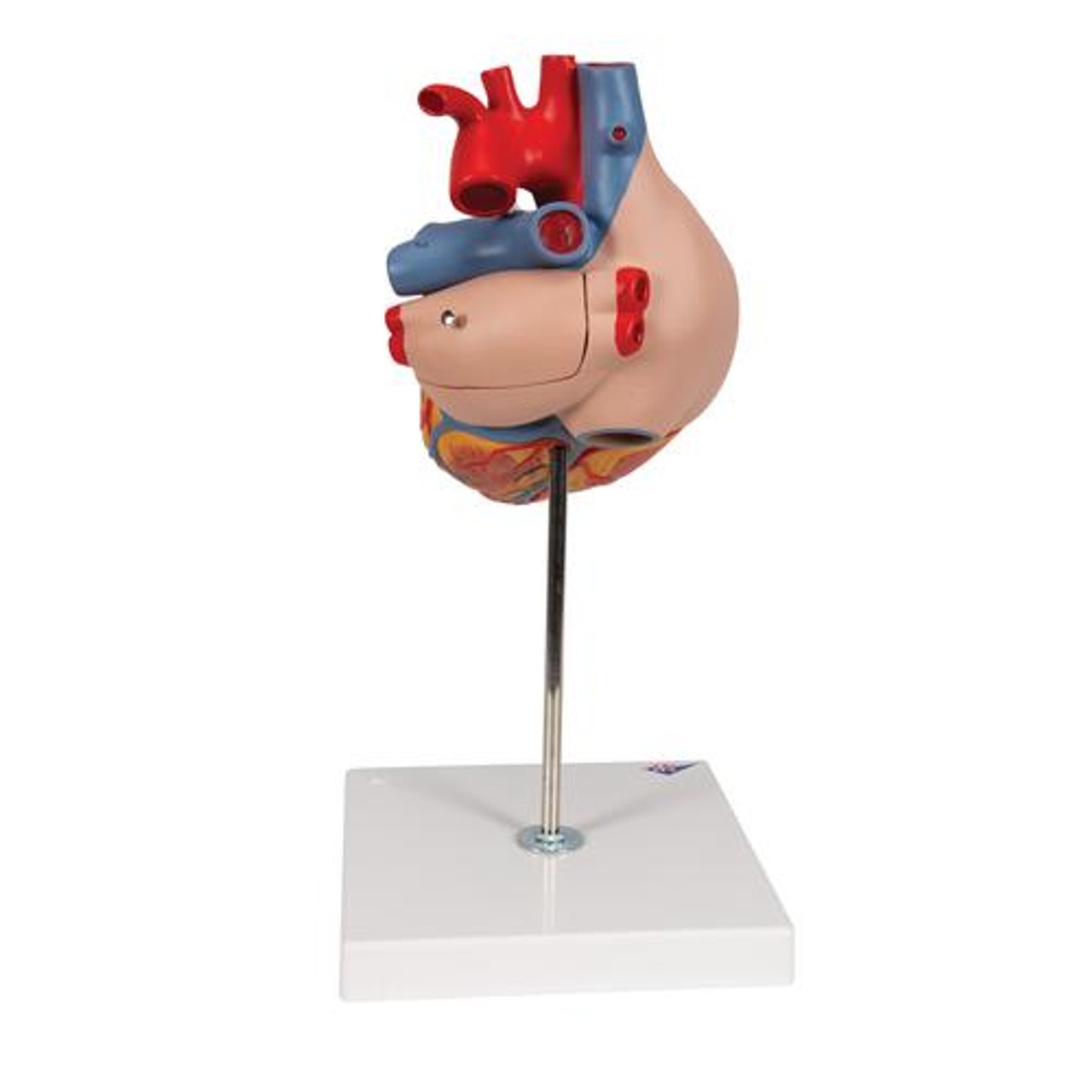 Human Heart Anatomy Model 2 Times Life-Size