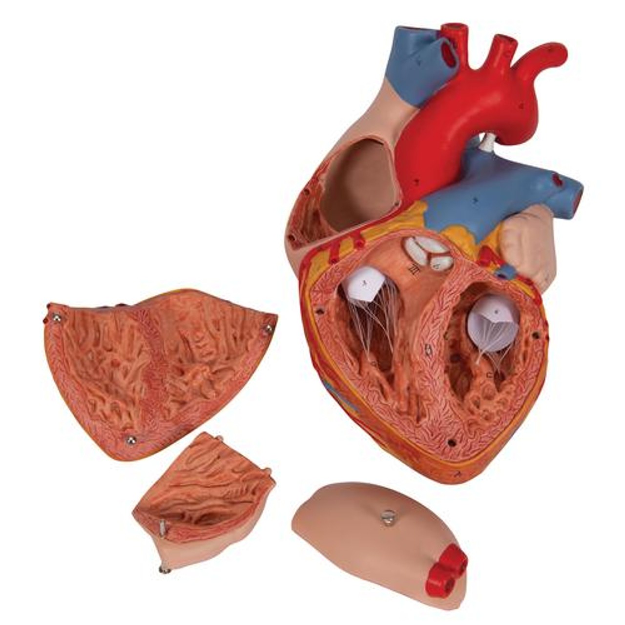 Human Heart Anatomy Model 2 Times Life-Size