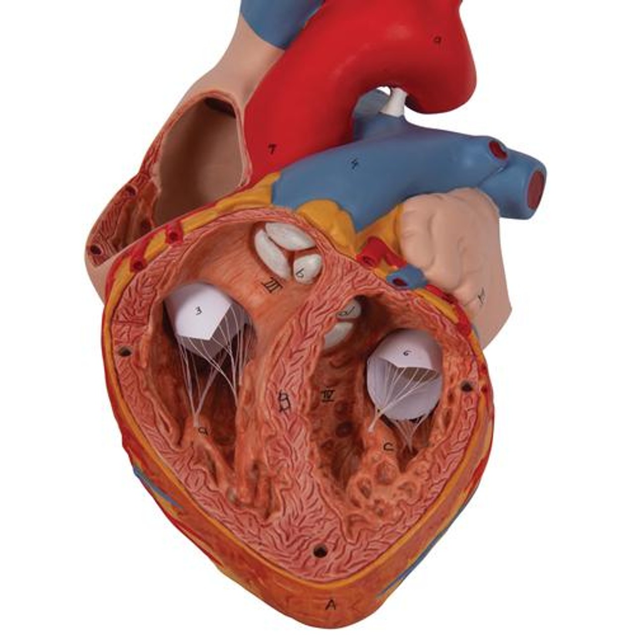 Human Heart Anatomy Model 2 Times Life-Size