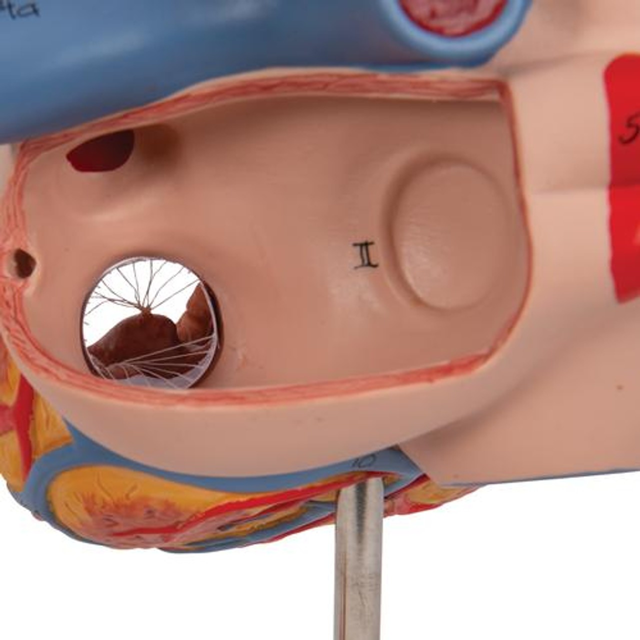 Human Heart Anatomy Model 2 Times Life-Size