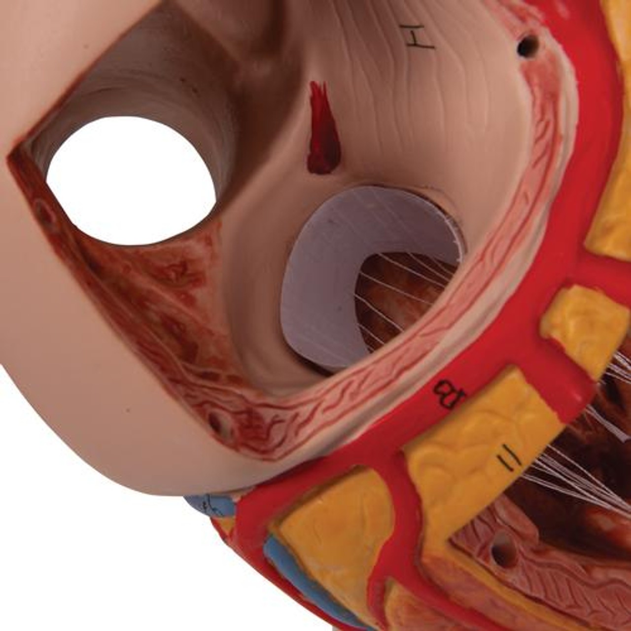 Human Heart Anatomy Model 2 Times Life-Size