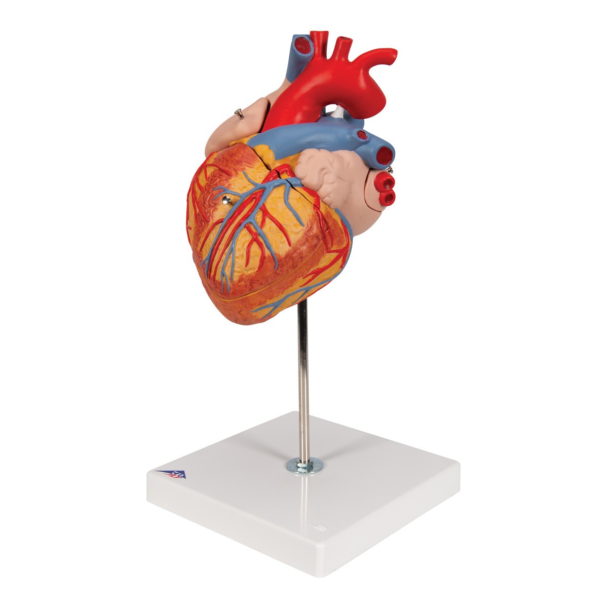 Human Heart Anatomy Model 2 Times Life-Size
