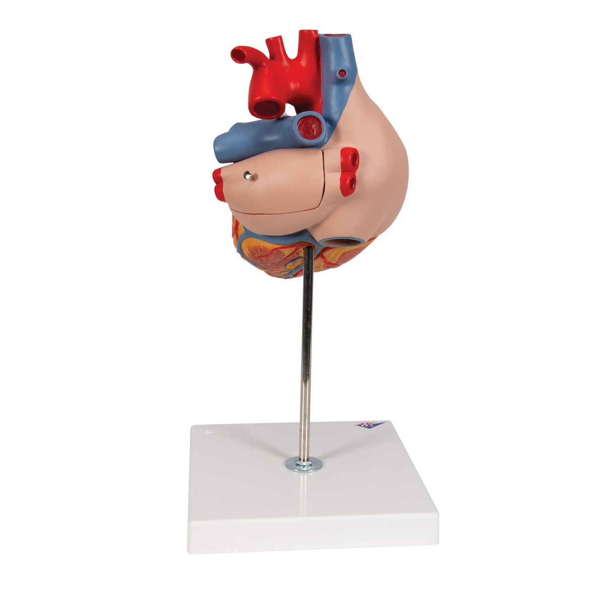 Human Heart Anatomy Model 2 Times Life-Size