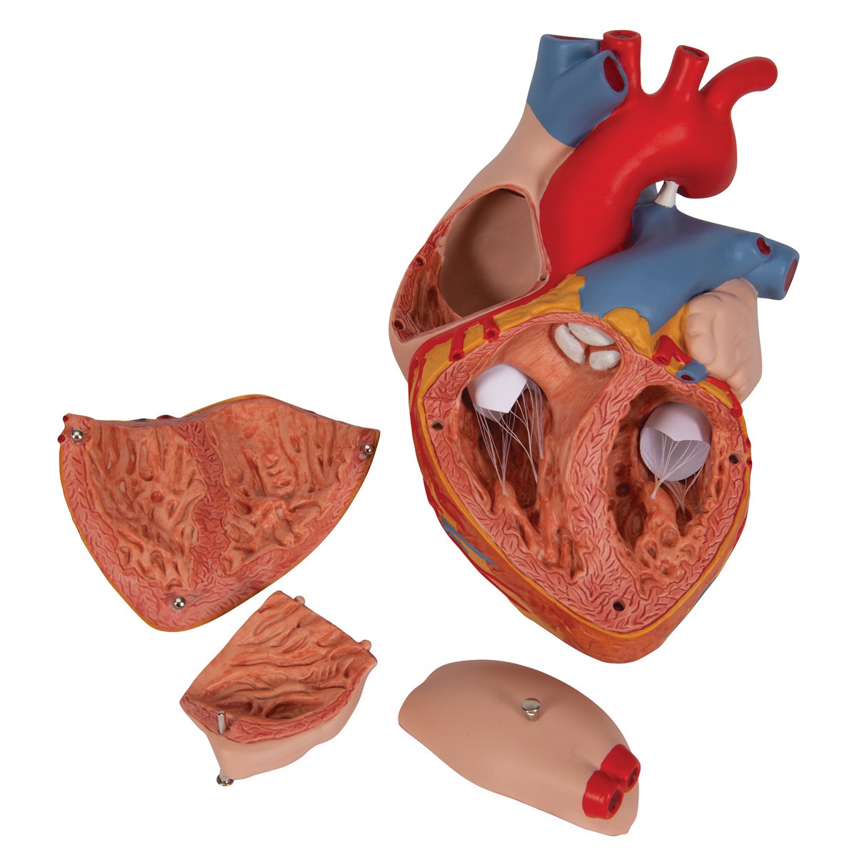 Human Heart Anatomy Model 2 Times Life-Size