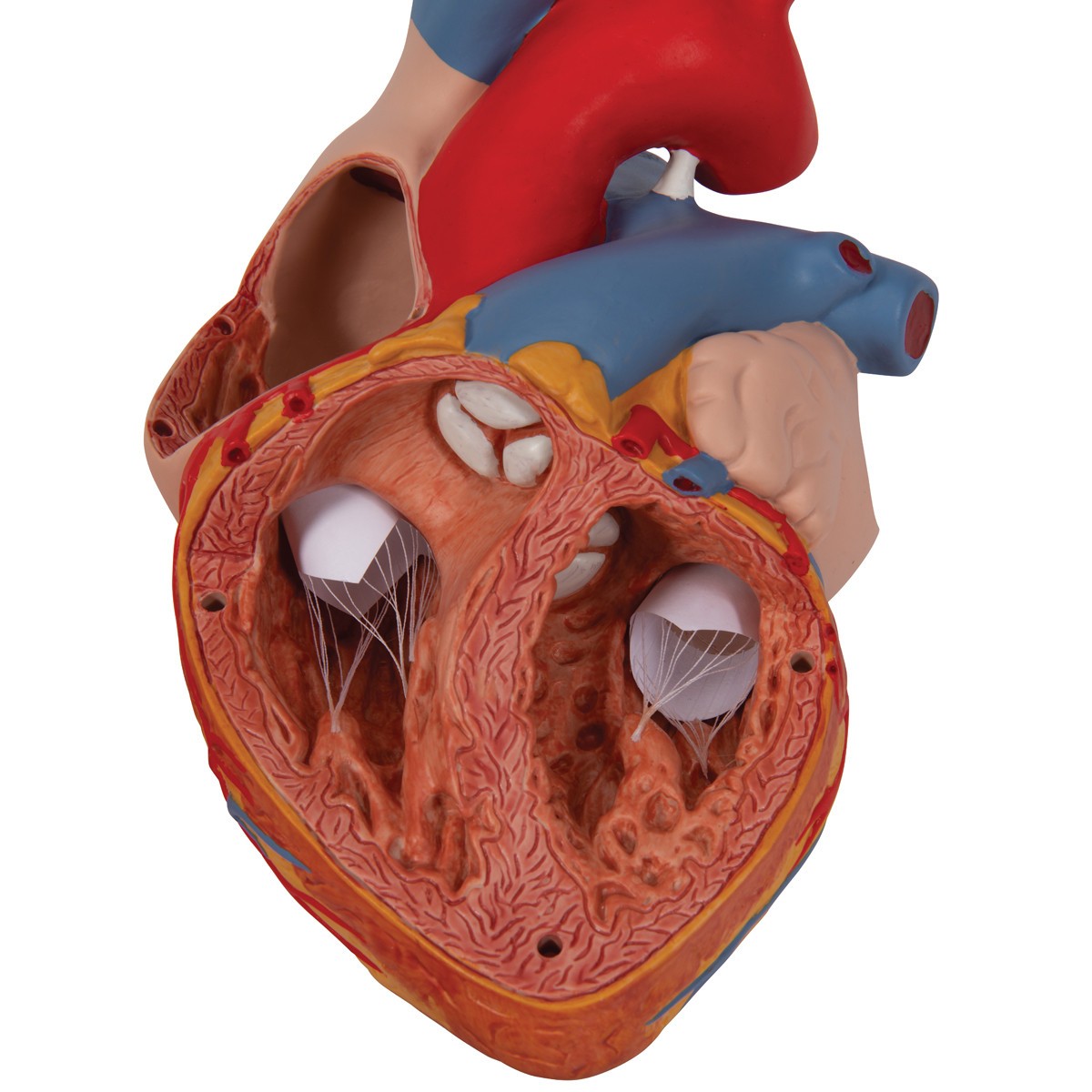 Human Heart Anatomy Model 2 Times Life-Size