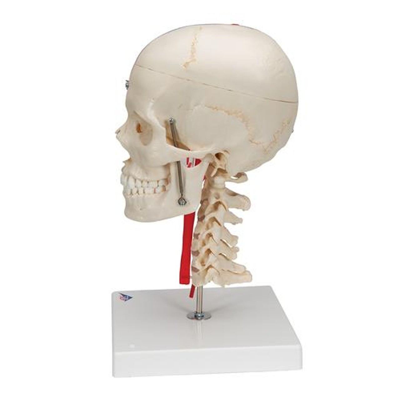 Bonelike Human Skull Anatomy Model - Left Side View