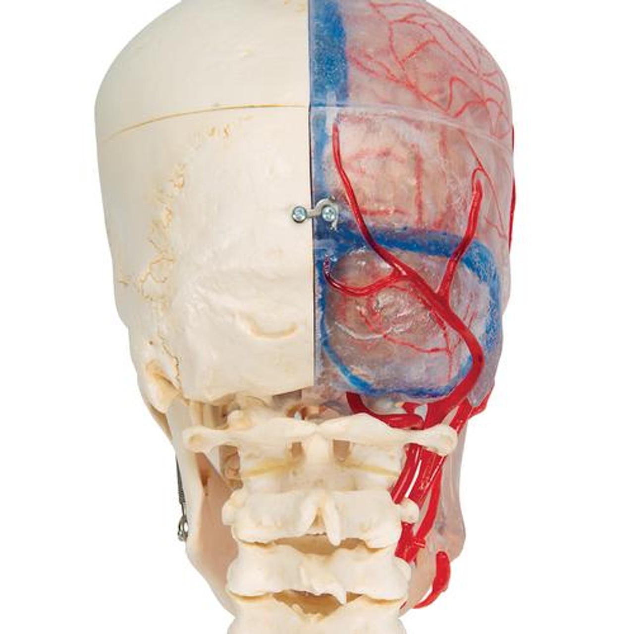 Bonelike Human Skull Anatomy Model -Back View