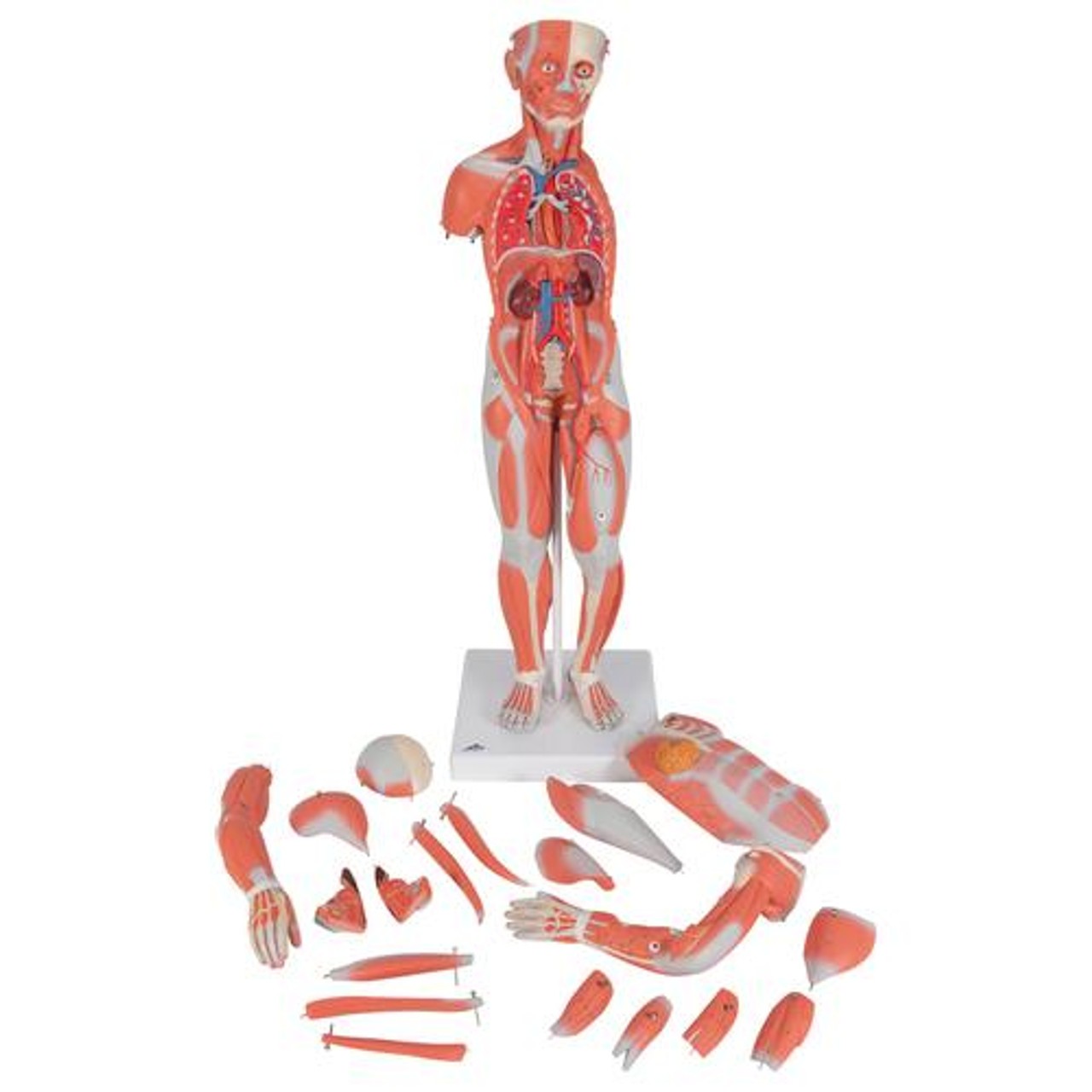 Human Female Muscular Figure Anatomy Model - Parts View