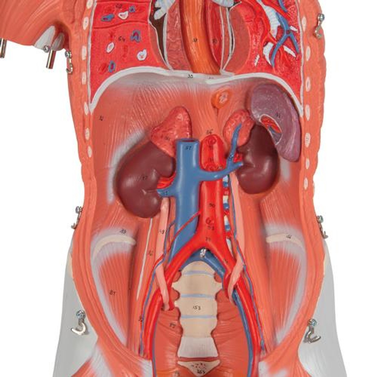 Human Female Muscular Figure Anatomy Model - Detailed View