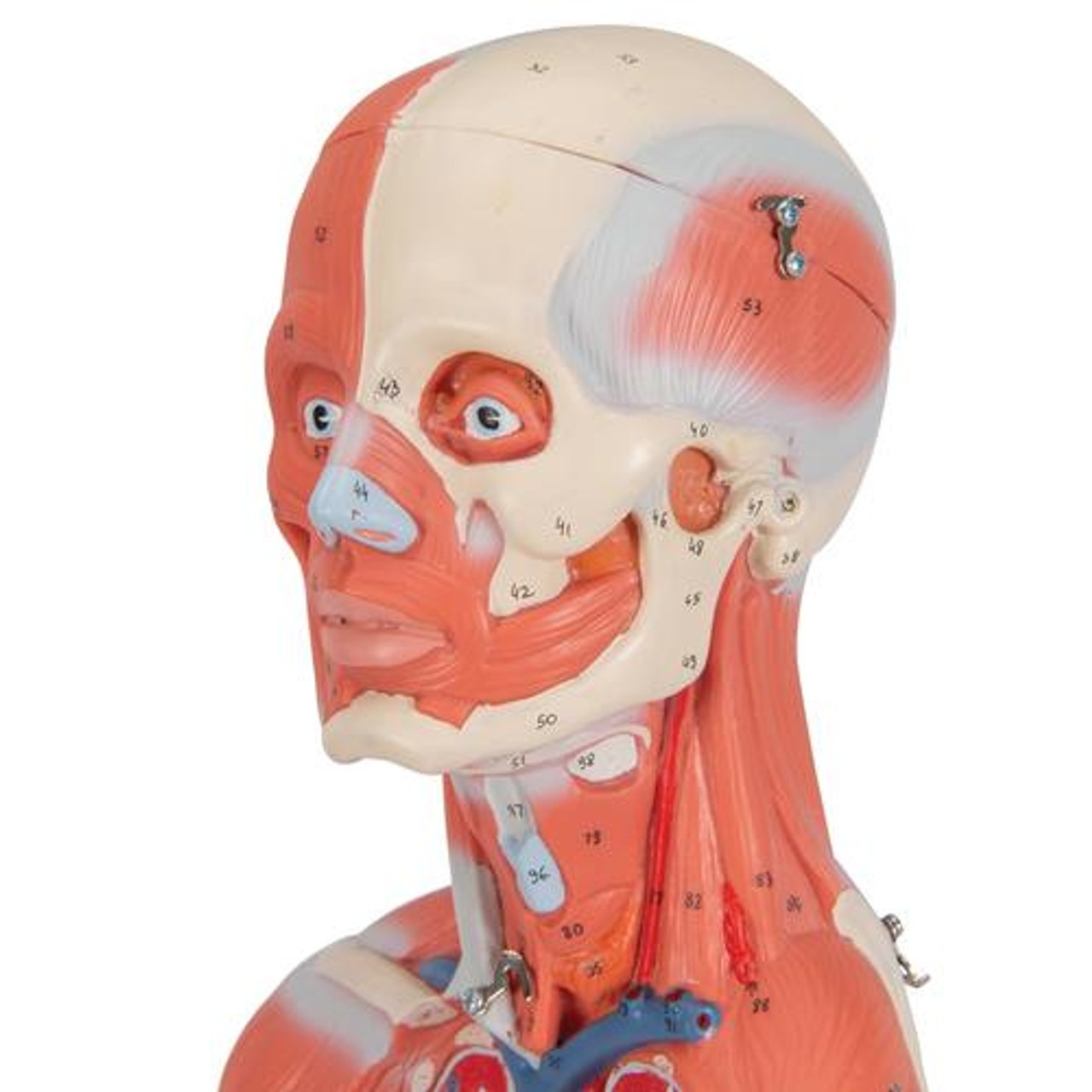 Human Female Muscular Figure Anatomy Model - Detailed View