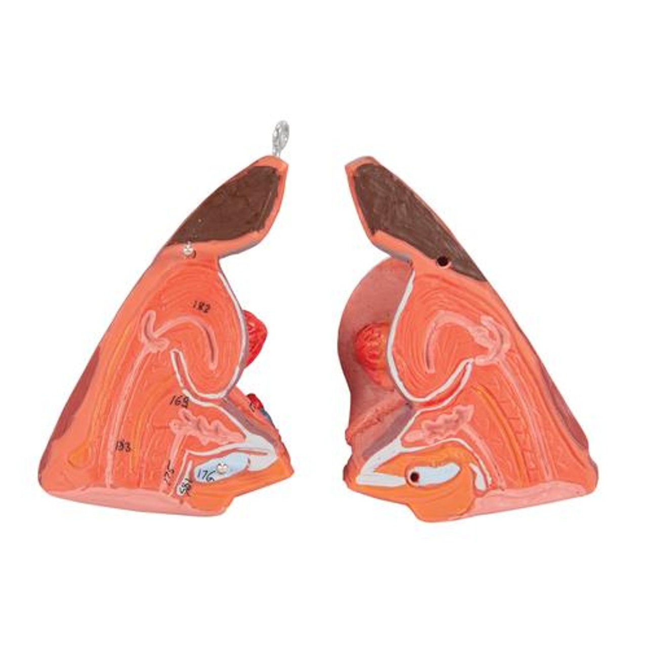 Human Female Muscular Figure Anatomy Model