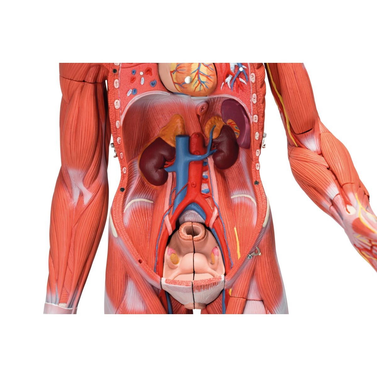 Human Female Muscular Figure Anatomy Model