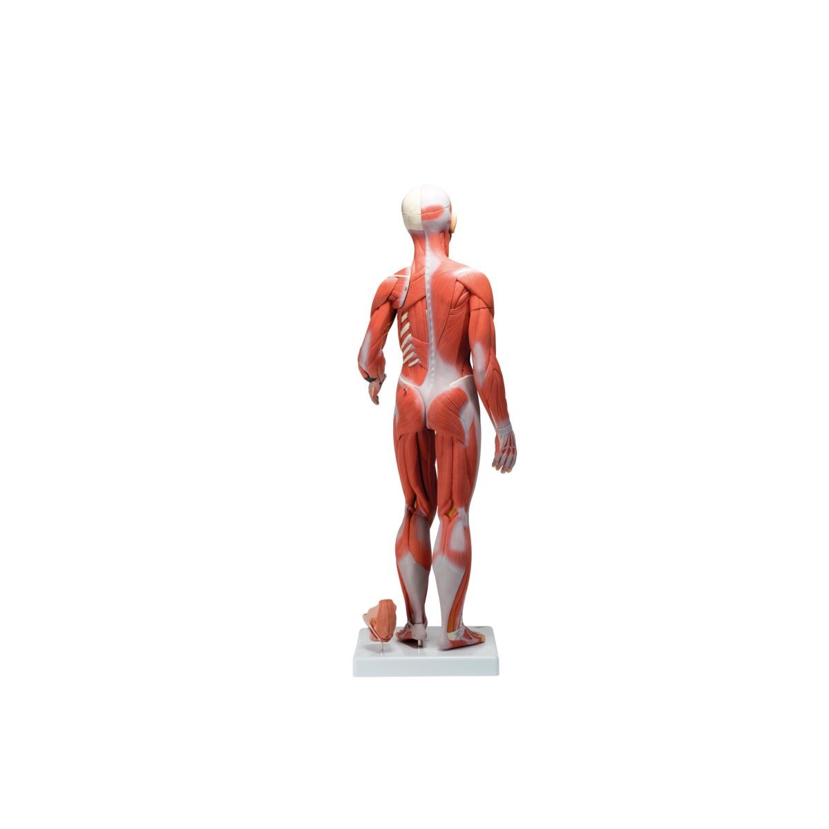 Human Female Muscular Figure Anatomy Model