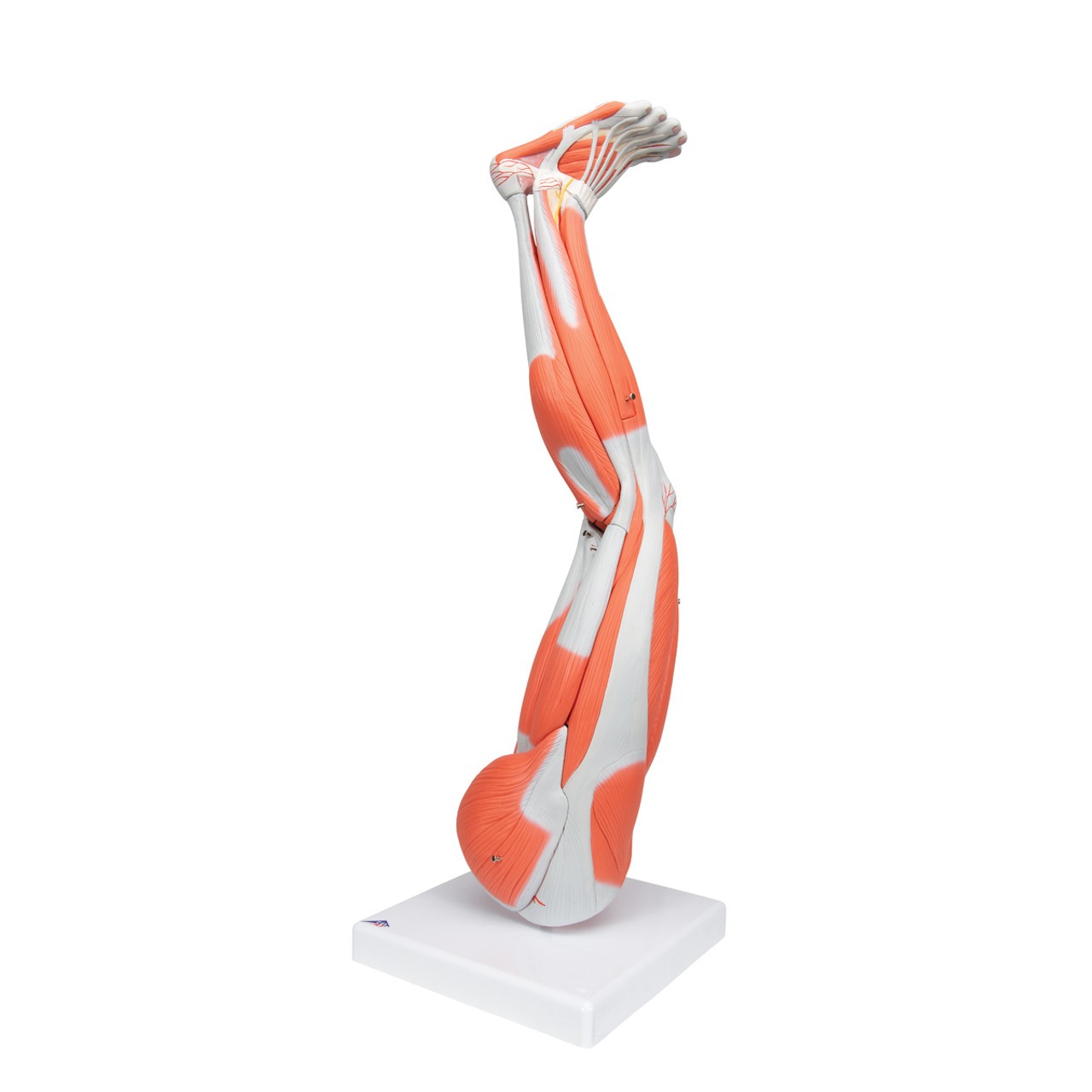 Muscle Leg Model, 3/4 Life-Size, 9-Part Anatomy Model