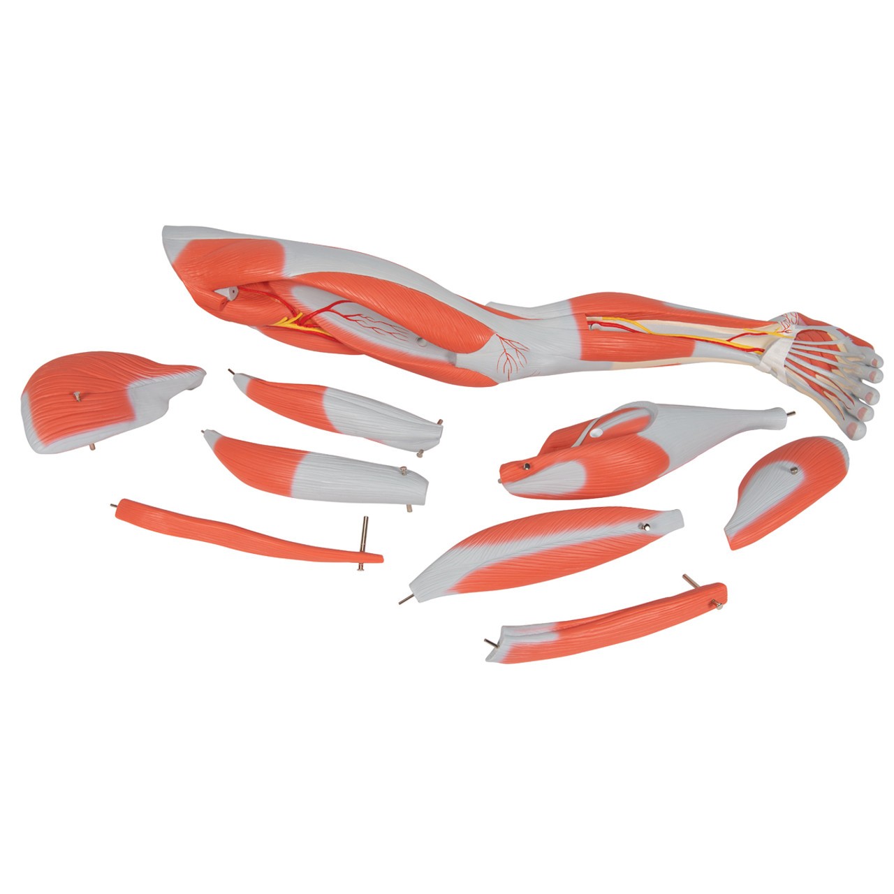 Muscle Leg Model, 3/4 Life-Size, 9-Part Anatomy Model