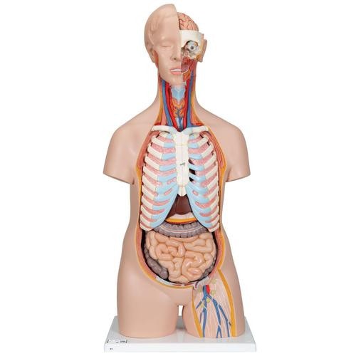 3B Scientific Classic Human Unisex Torso Anatomy Model (16 Parts
