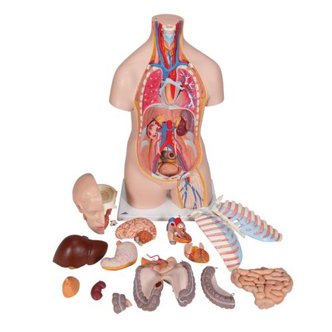 Classic Human Unisex Torso Anatomy Model 16 Parts