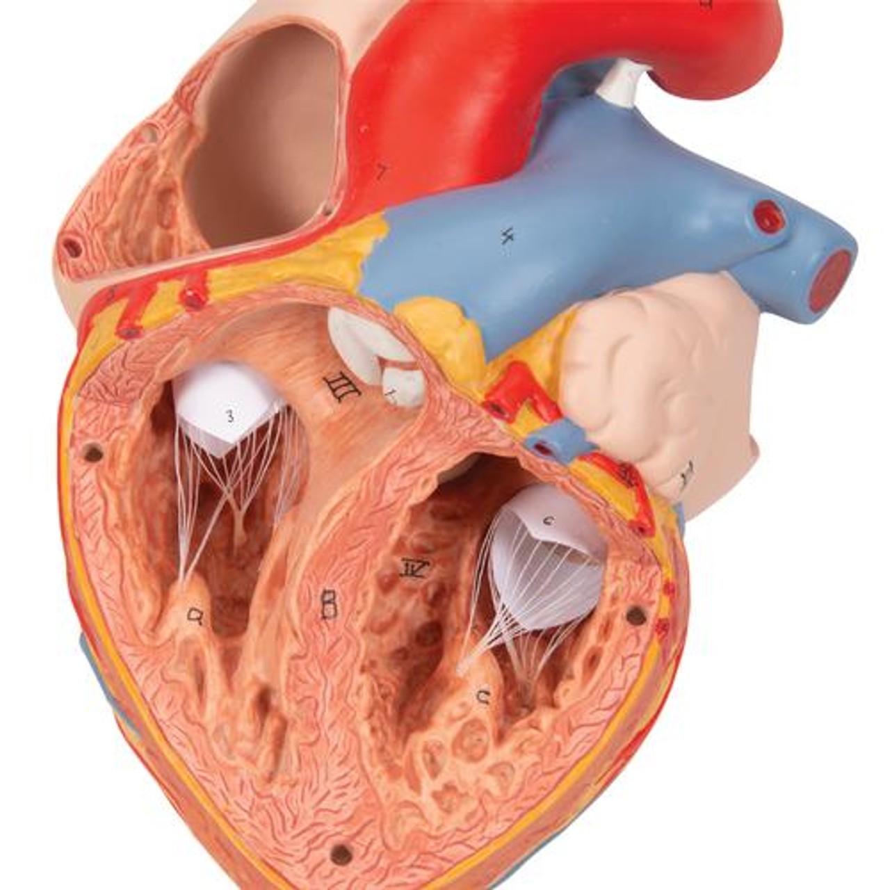 Human Heart Anatomy Model With Oesophagus and Trachea