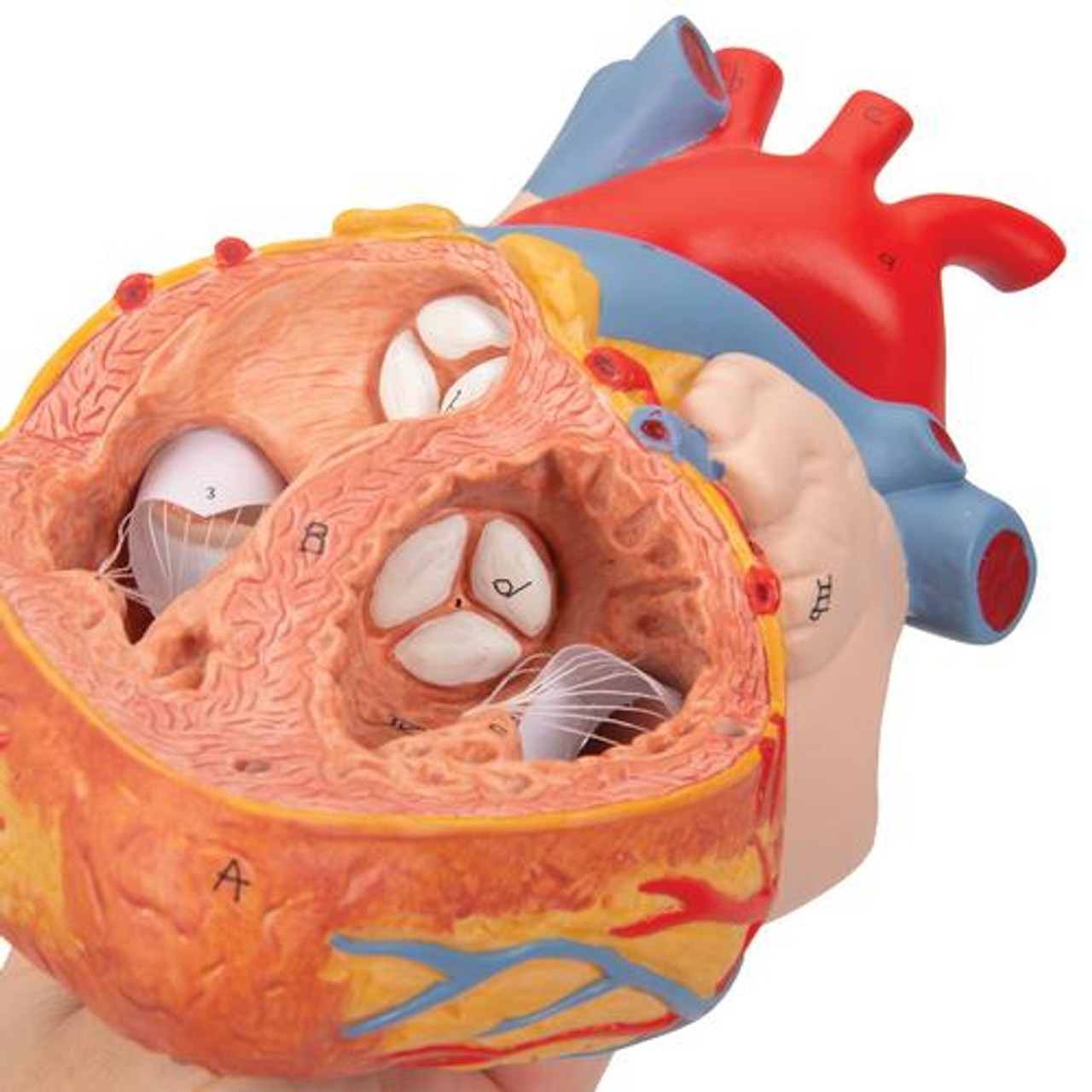 Human Heart Anatomy Model With Oesophagus and Trachea