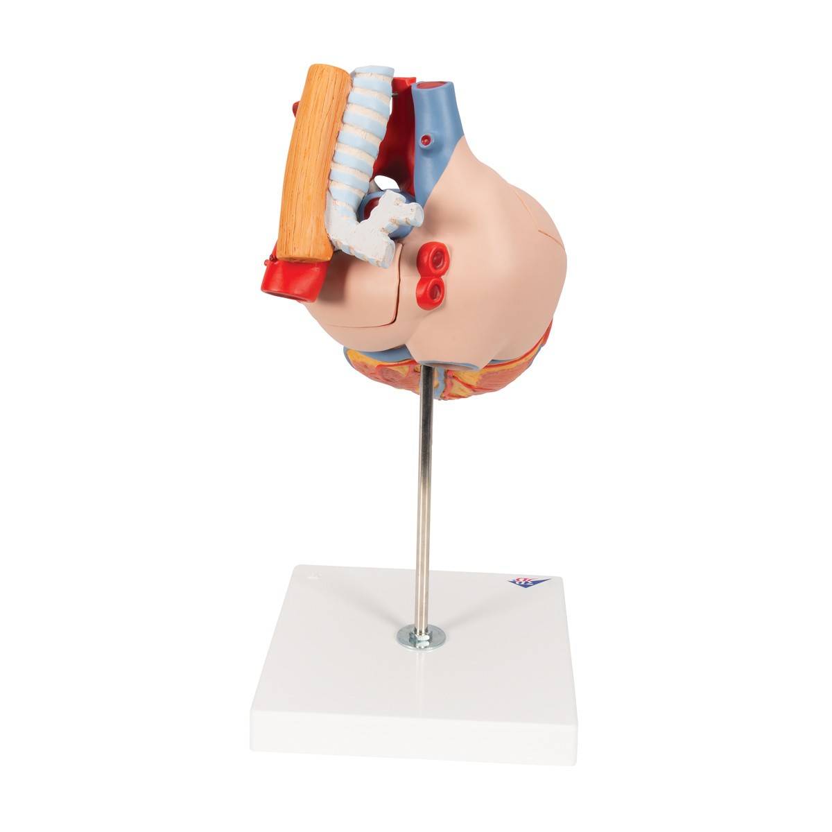 Human Heart Anatomy Model With Oesophagus and Trachea