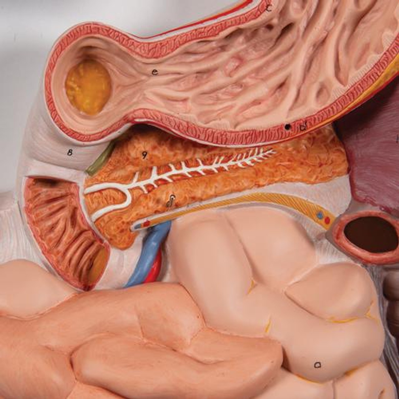 Life-Size Human Digestive System Anatomy Model 3 Parts