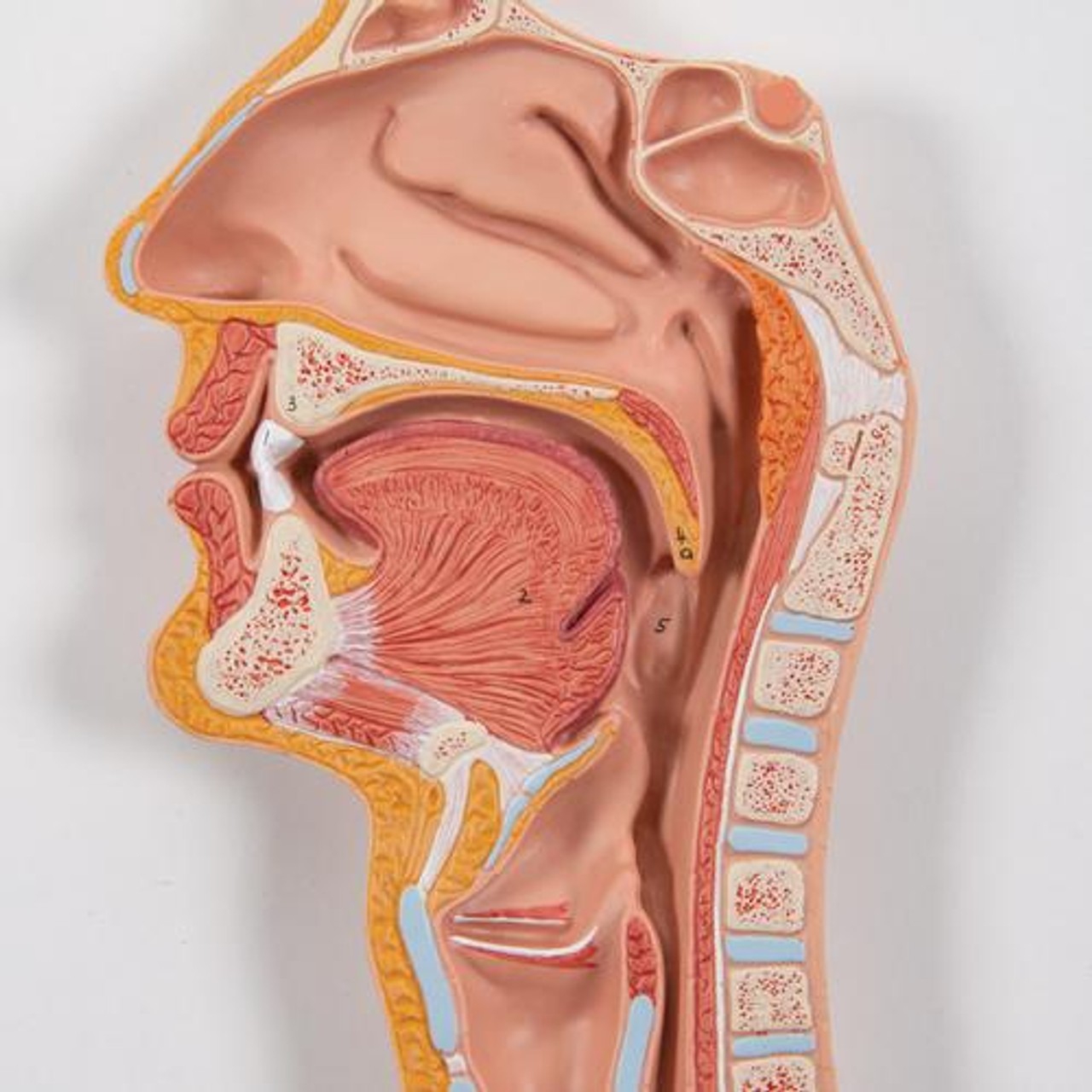 Life-Size Human Digestive System Anatomy Model 3 Parts