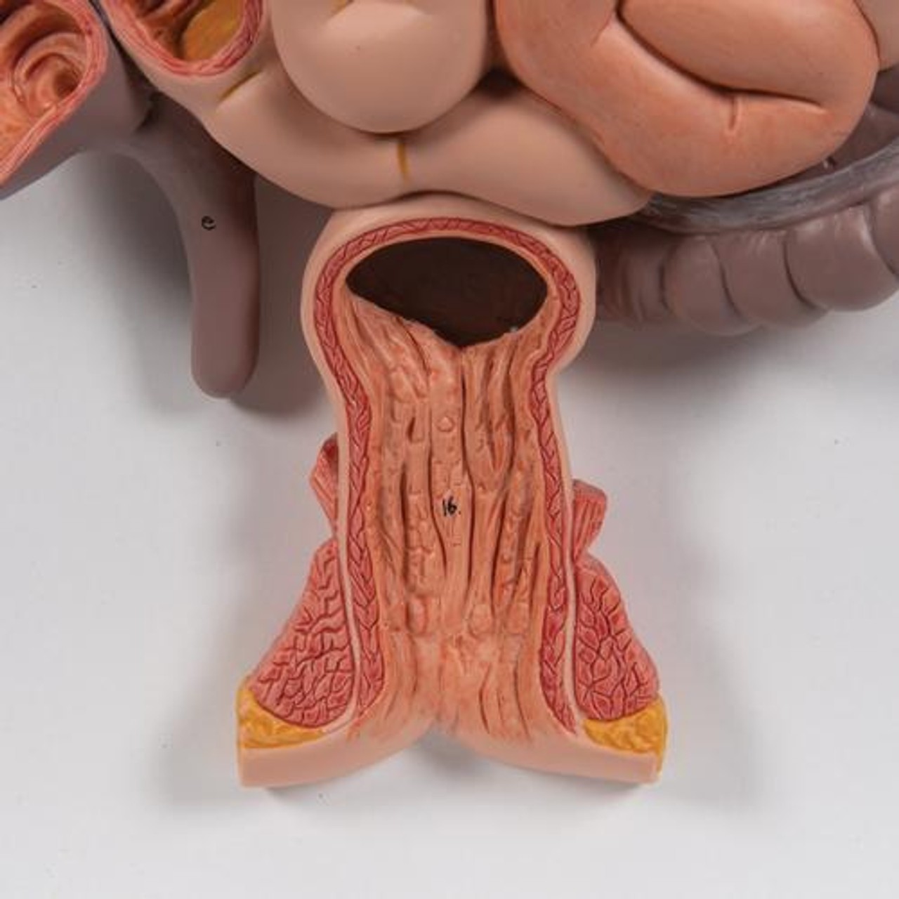 Life-Size Human Digestive System Anatomy Model 3 Parts