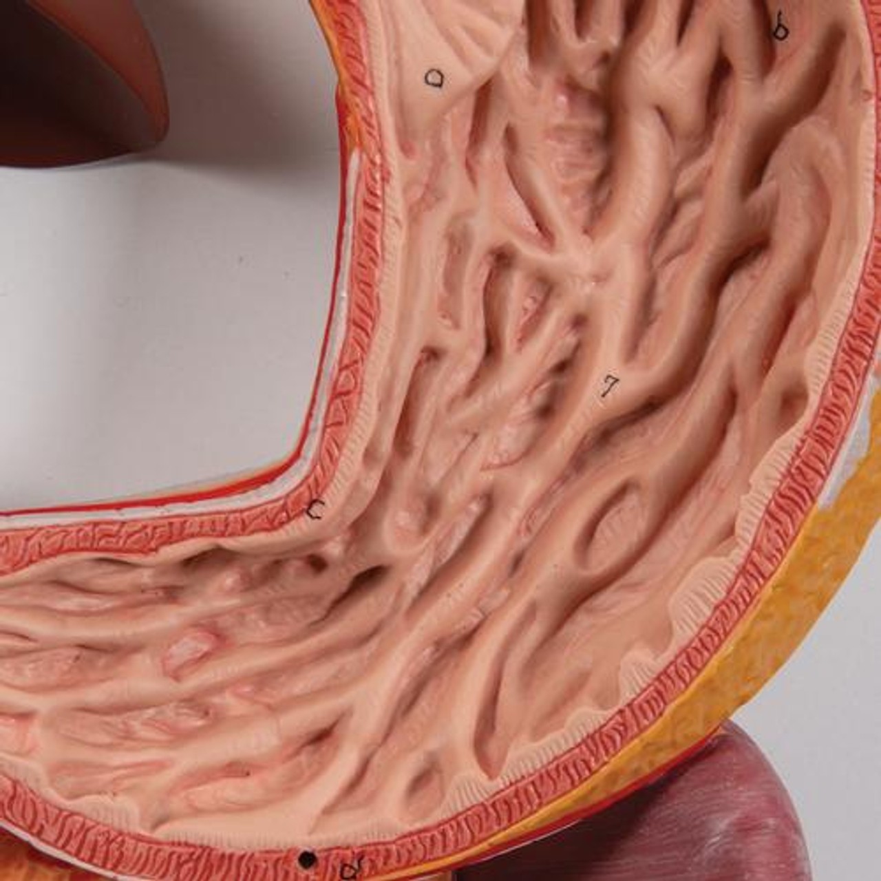 Life-Size Human Digestive System Anatomy Model 3 Parts
