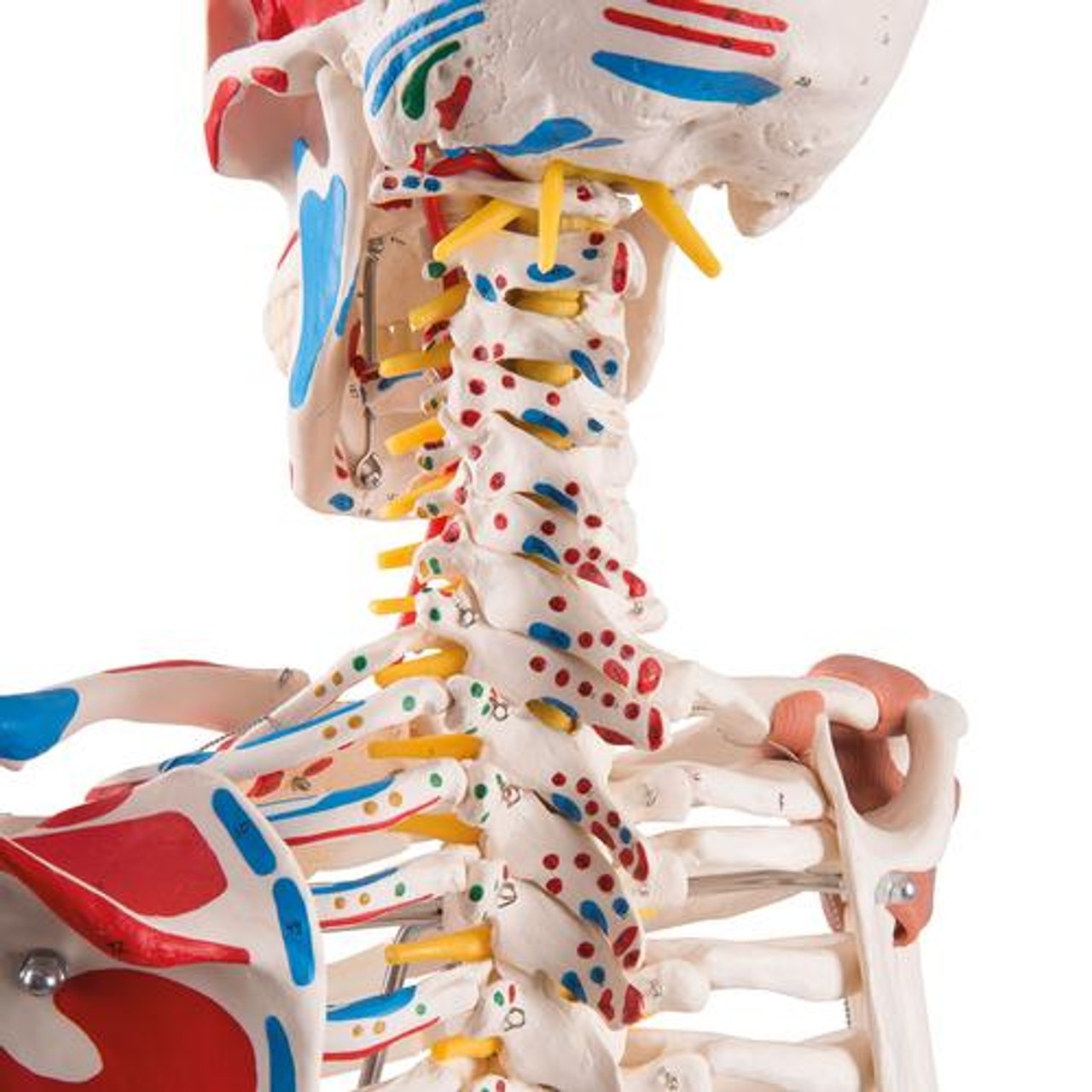 Sam The Super Skeleton Anatomy Model