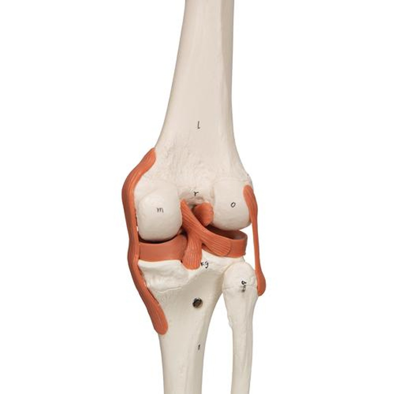 Sam The Super Skeleton Anatomy Model