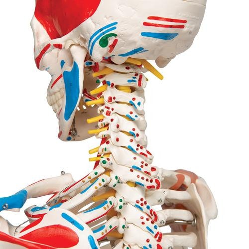骨格分離モデル（全身） - 3B Smart Anatomy 3B Scientific Sam The Super Skeleton Anatomy Model | Anatomy Warehouse