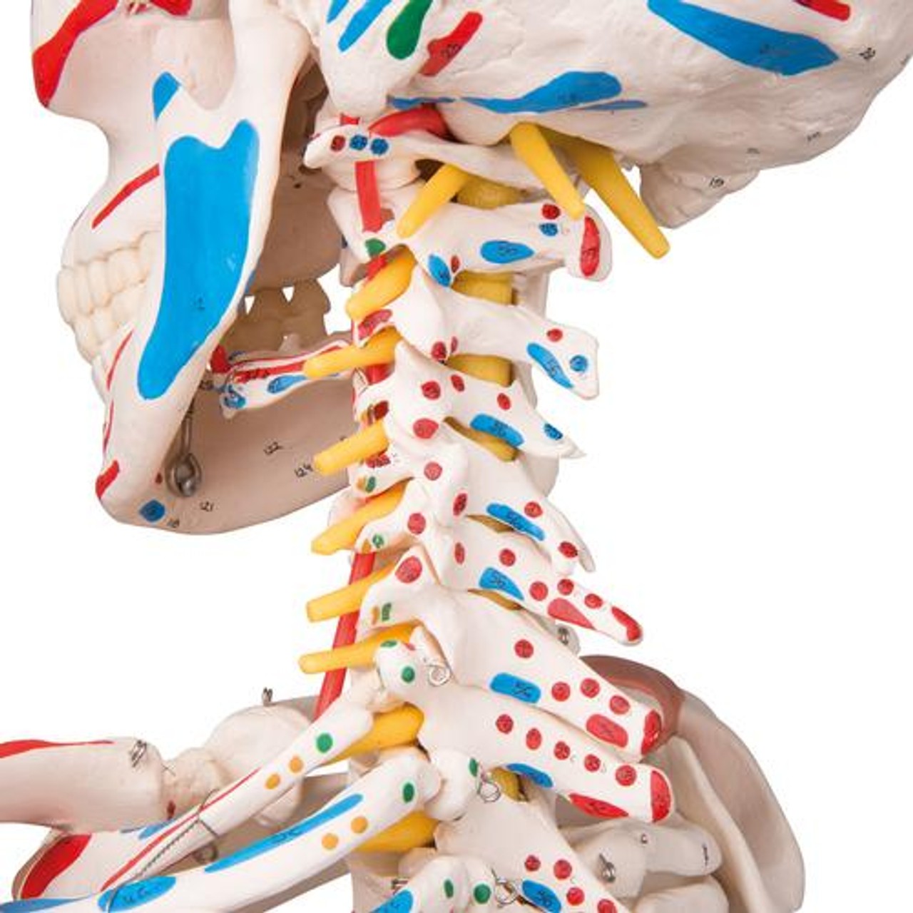Sam The Super Skeleton Anatomy Model