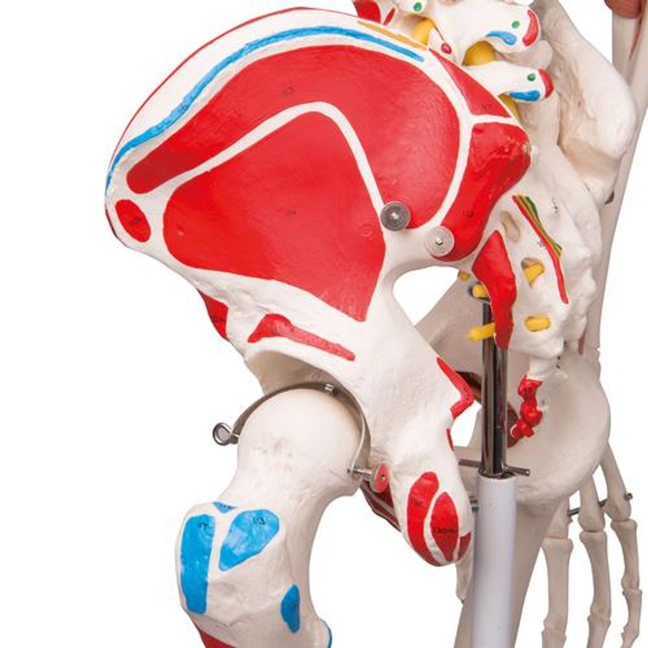 Sam The Super Skeleton Anatomy Model