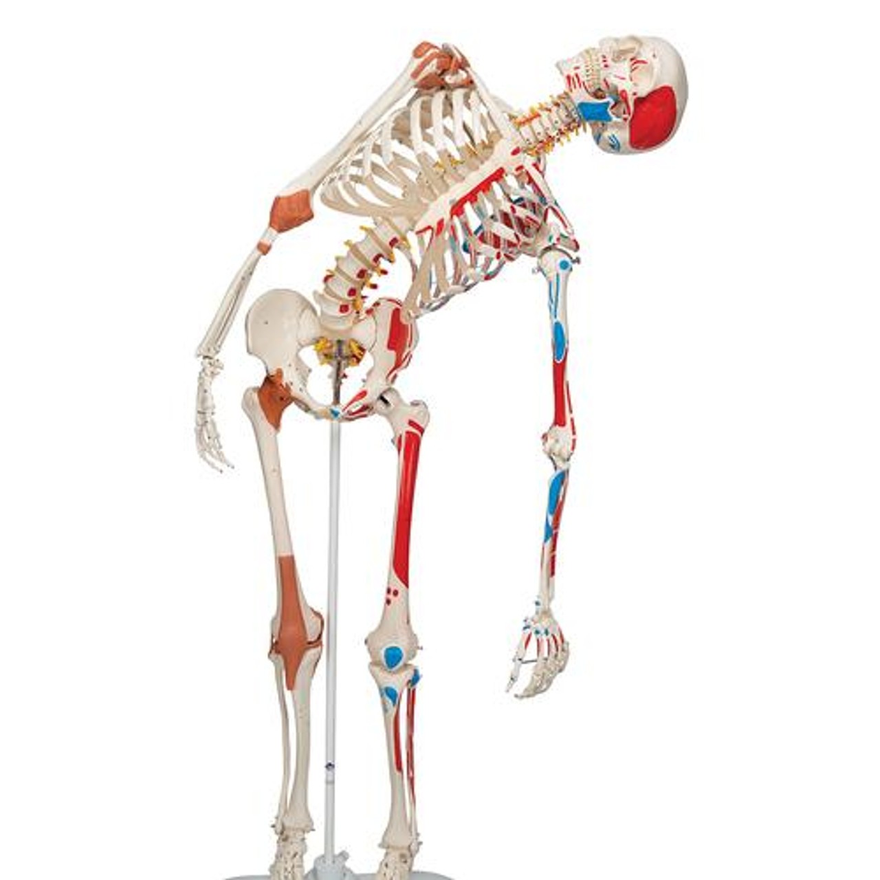 Sam The Super Skeleton Anatomy Model