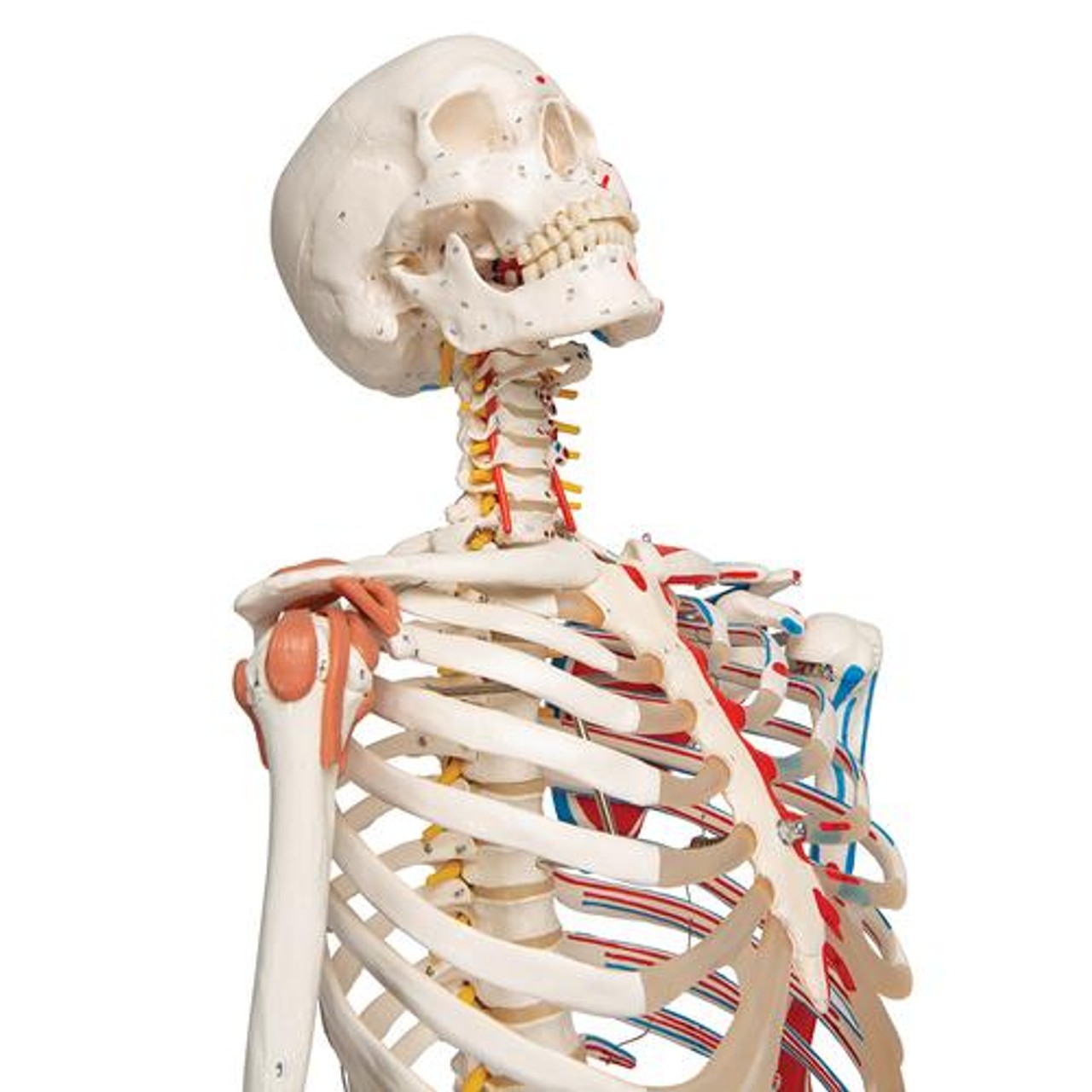 Sam The Super Skeleton Anatomy Model