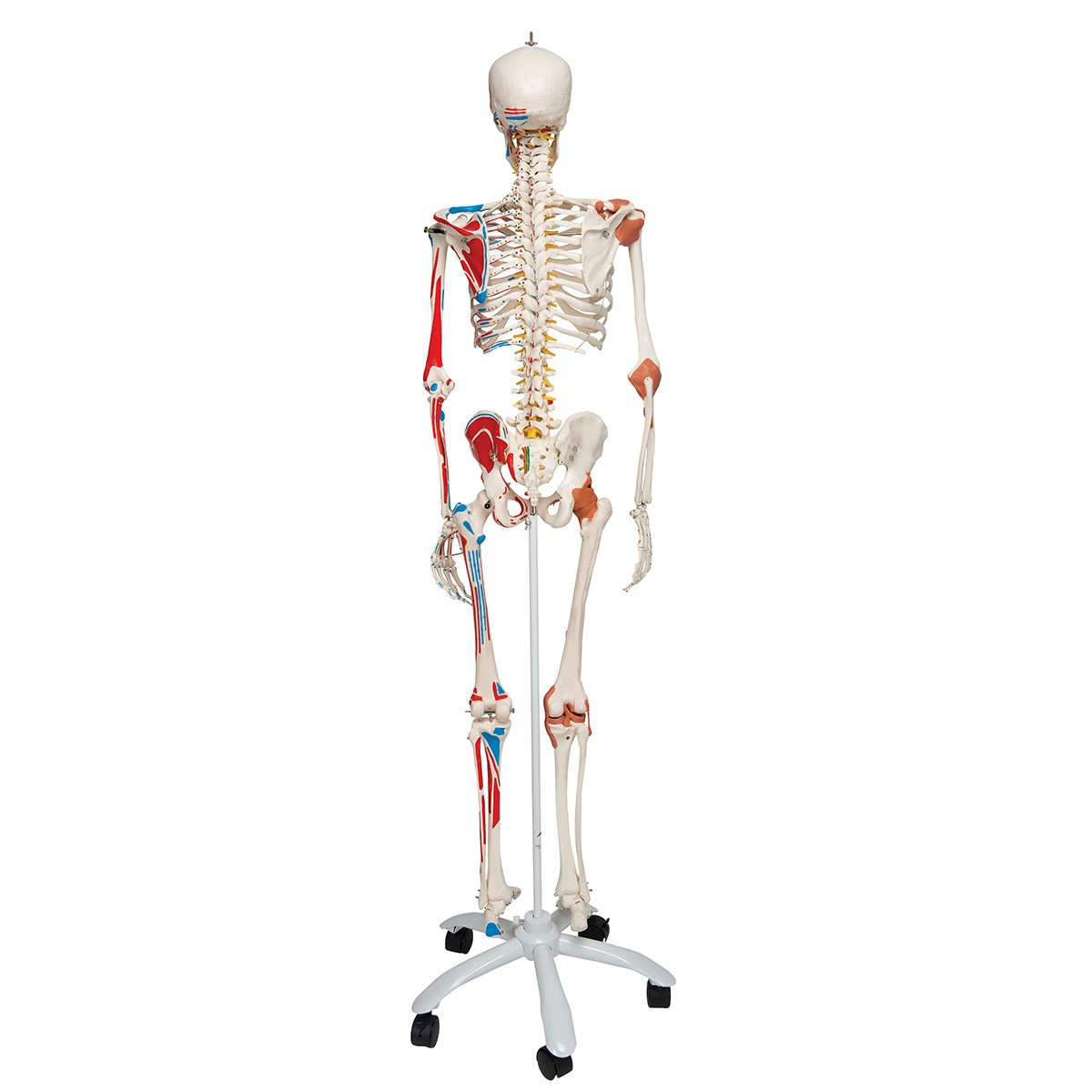 Sam The Super Skeleton Anatomy Model