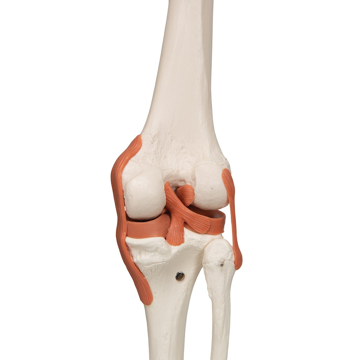 Sam The Super Skeleton Anatomy Model