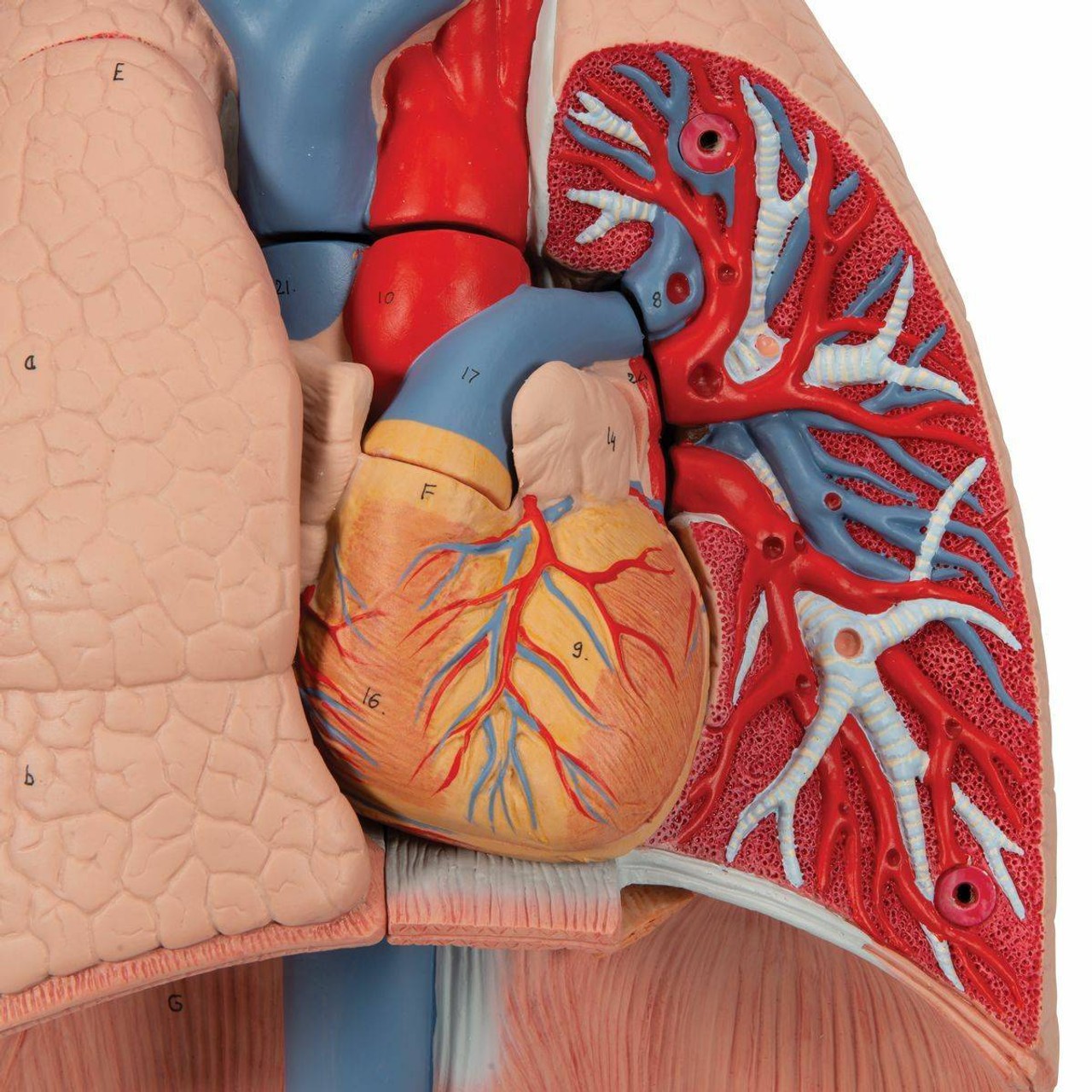 Lung Anatomy Model With Larynx 7 Parts