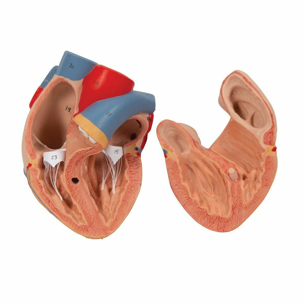 Lung Anatomy Model With Larynx 7 Parts