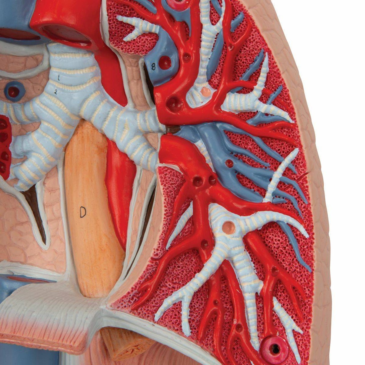 Lung Anatomy Model With Larynx 7 Parts