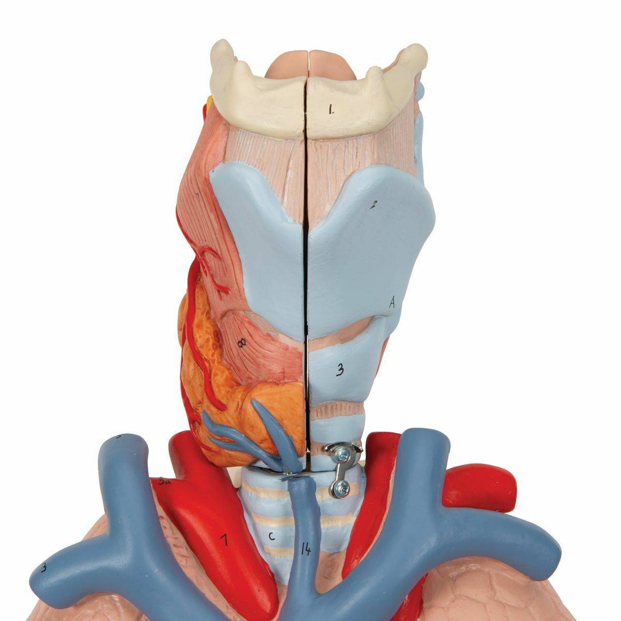 Lung Anatomy Model With Larynx 7 Parts