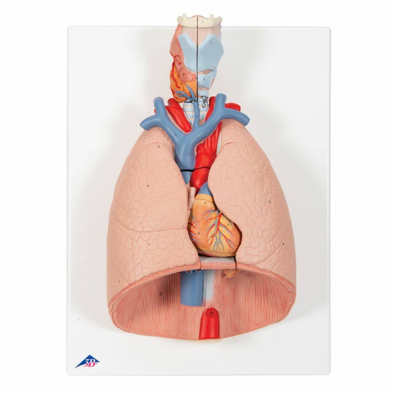 Lung Anatomy Model With Larynx 7 Parts