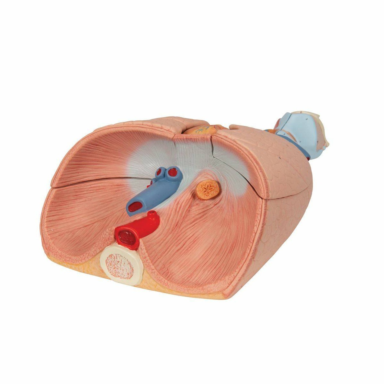 Lung Anatomy Model With Larynx 7 Parts