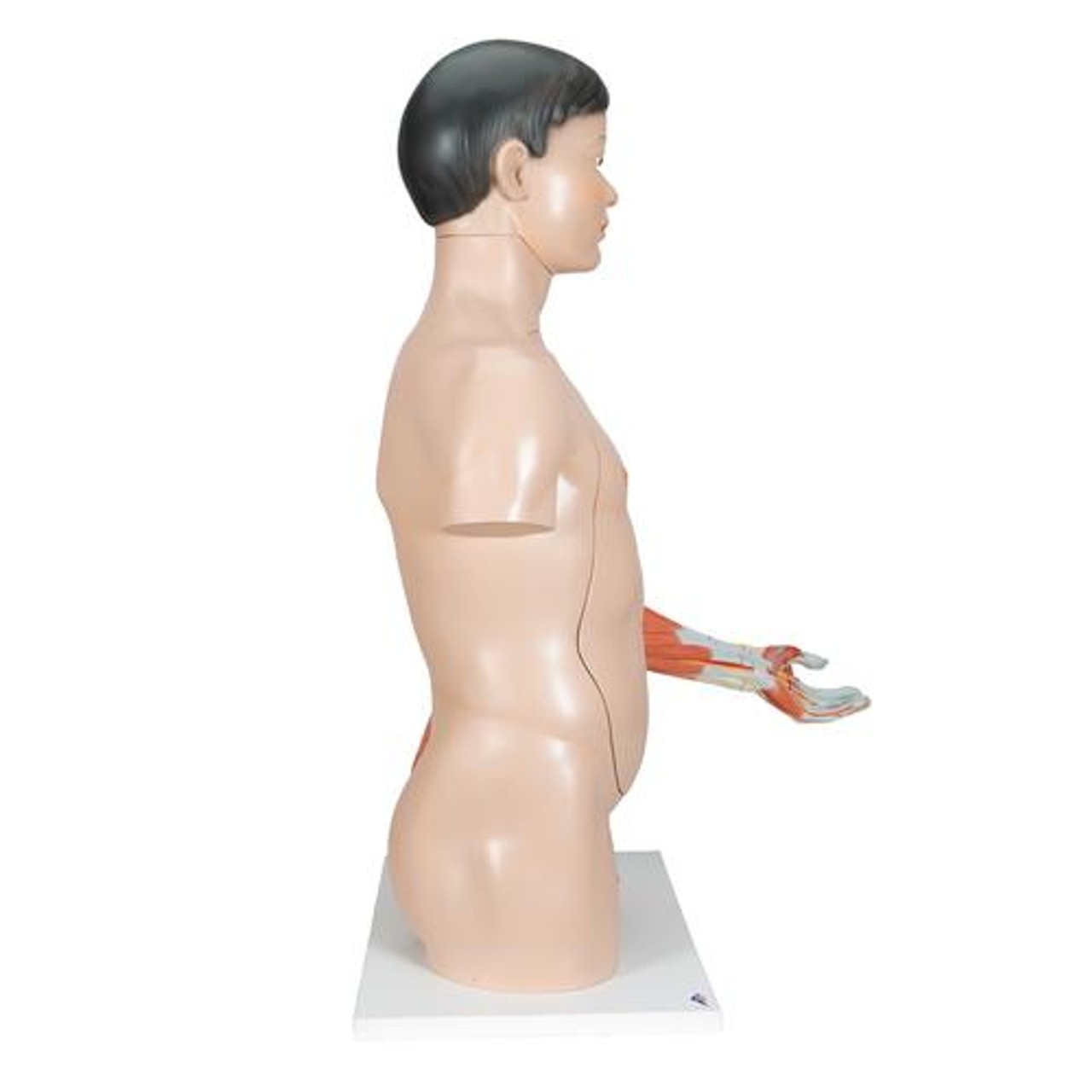 Life-Size Deluxe Human Dual-Sex Torso Anatomy Model - Asian - Right Side View
