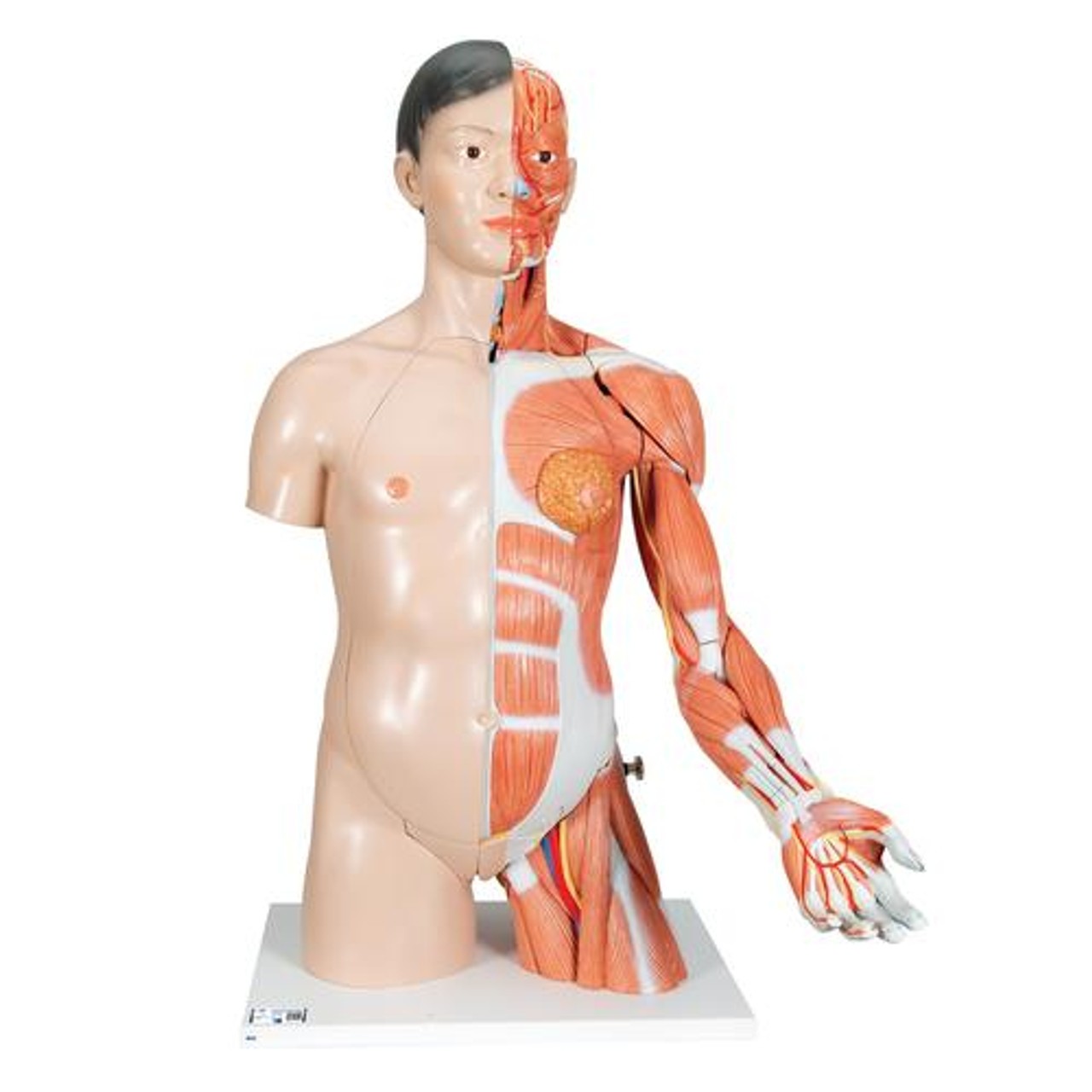Life-Size Deluxe Human Dual-Sex Torso Anatomy Model - Asian